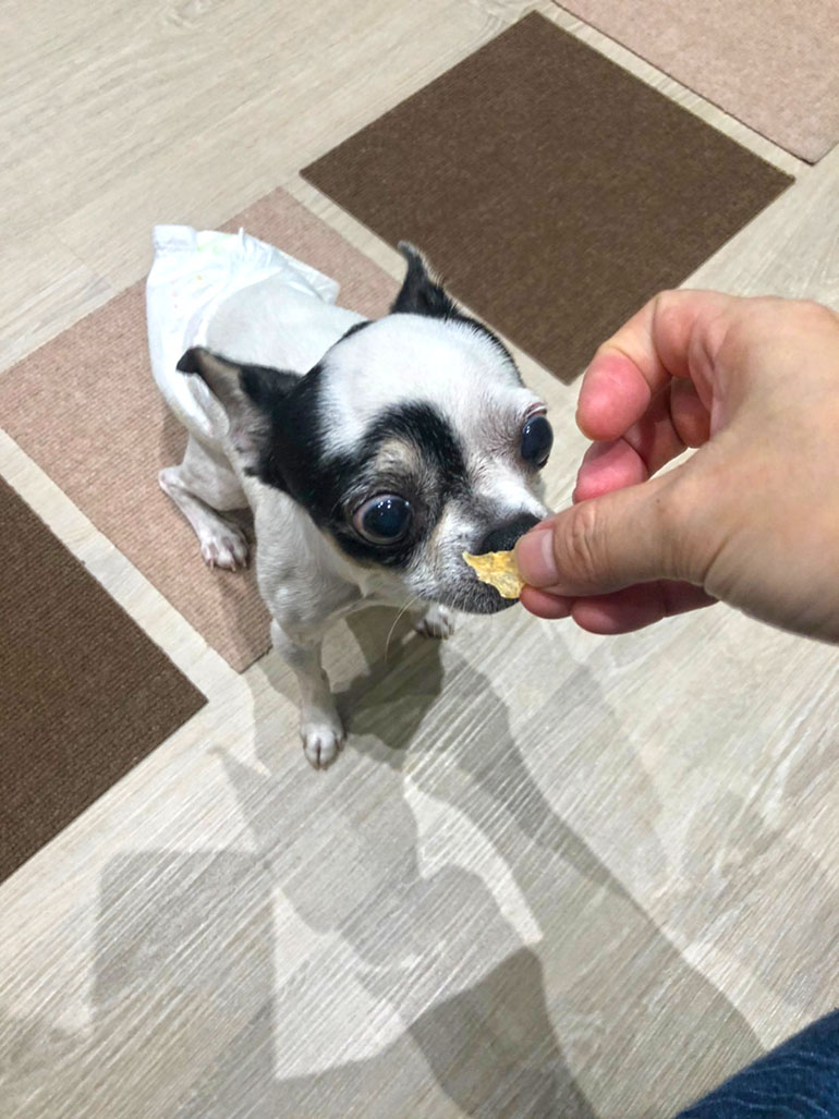 【五吉寵物旅館】，CoCo非常喜歡我們的狗狗零食